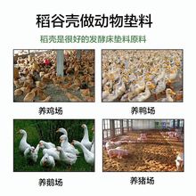 批发稻壳垫料新鲜谷壳粗糠米糠喂鸡宠物芦丁鸡垫料枕头芯填充酿酒