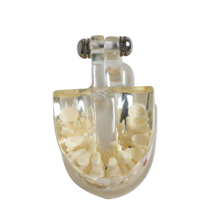 Dientes temporales, dientes permanentes, modelo alterno, modelo de cristal transparente, modelo de comunicación médico-paciente, modelo dental oral para niños
