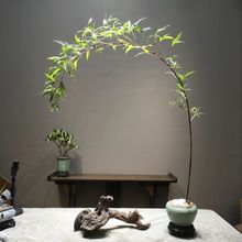 紫竹室内盆栽飘支紫寒竹盆景庭院桌面绿植微竹子苗观赏竹亚马逊
