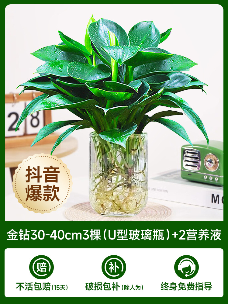 고급 대형 금다이아몬드 3개(U자형 유리병) + 크리스탈 머드 + 영양액 2개