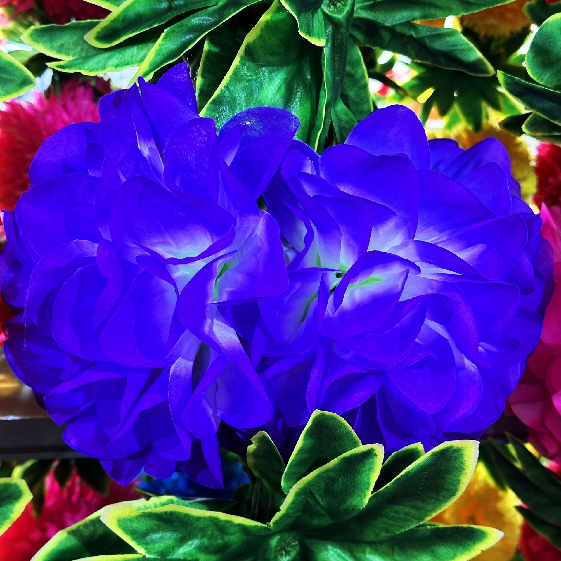 White core purple (10 heads, 2.5 meters)