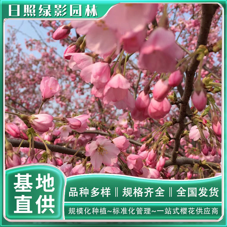 10001352648106534244 副本.jpg