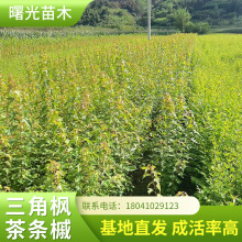 三角枫营养杯苗茶条槭营养小苗园林绿化丛生三角枫树苗球形