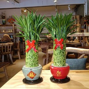 Bring in Wealth and Treasure Bamboo Medium Size 55cm Red Ceramic Pot Desktop New Year's Eve Flower Ornament Guanyin Bamboo