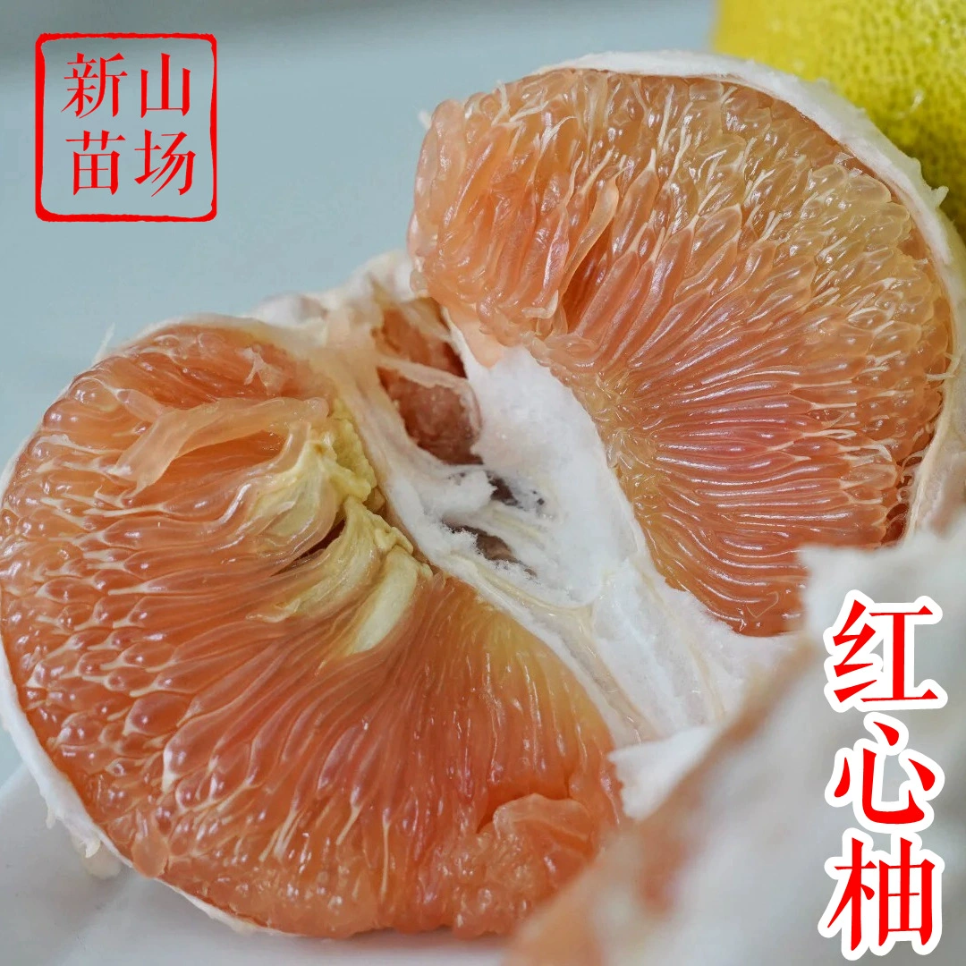 [Помело «Красное сердце»] Морозостойкий помело Guangfeng Maja, новый сорт помело с красным мясом, ароматные цитрусовые саженцы помело на многие годы.