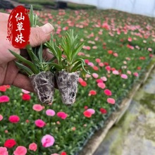 ����ܰѨ�P�� ͥԺֲ�� ��������ɫ���Ի��� ���l����ܰ�N��