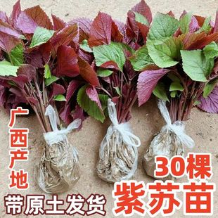 �V�����K�������N�������ʳ�����K�p�洺��N���r��Ұ����ζ��