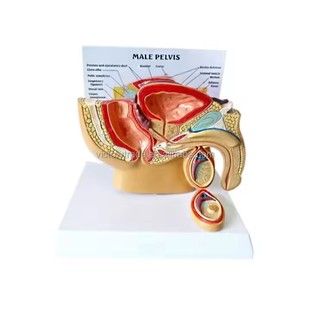 Desktop Male Prostate Model Urology Reproductive System Anatomy Male Pelvic Sagittal Section Teaching Model