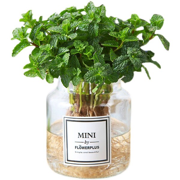Lemon mint potted edible rosemary mint leaf seedlings drive mosquito…