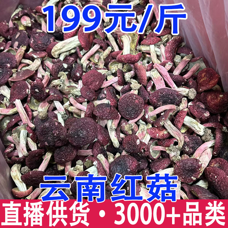 红菇 云南嘢生红菇 红菇干货 大红菇标菇 红菇批发