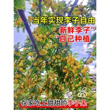 蜂糖李子树苗水果树果苗盆栽种植南北方耐寒耐旱三华李新品种贵州
