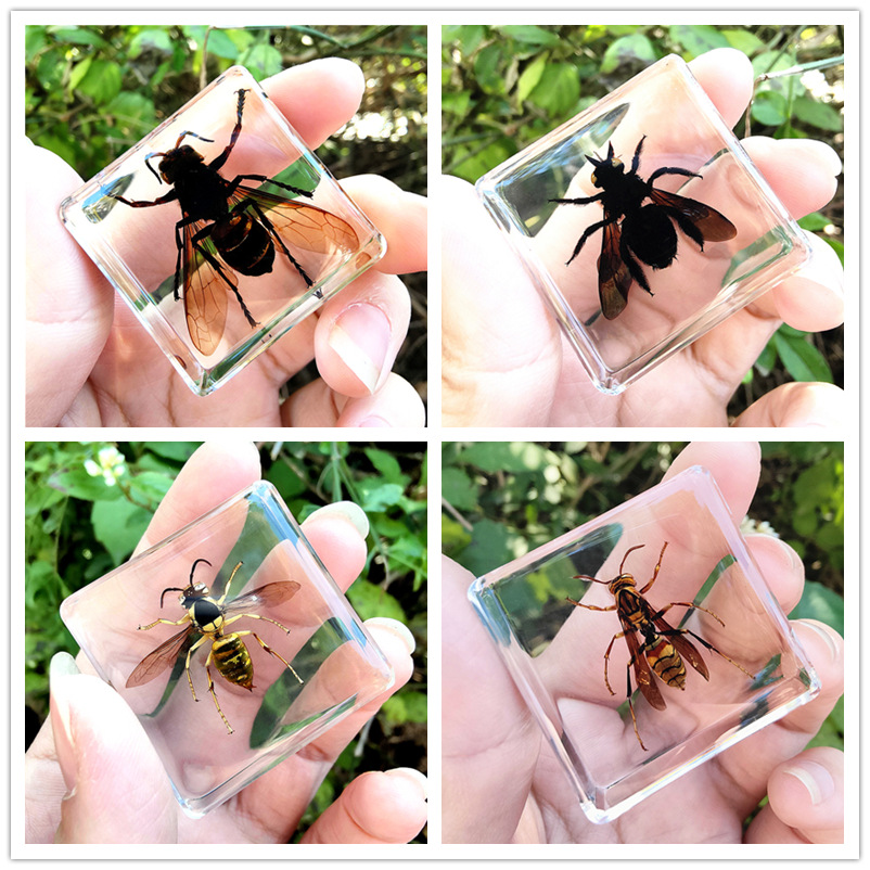 연꽃색 곤충 4종