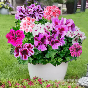 ذÿԻ紹󻨻ֲ҃ļl؛_B