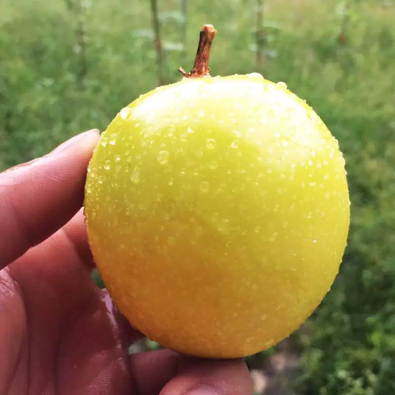 Оптовая продажа, рассада маракуйи № 1, звезда Big Mac Golden Baxiong, рассада фруктов