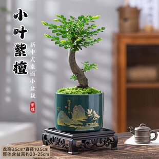 С�~����̴�Ϙ��ڹǲ������k���҃ȶU����B�ļ�����Gֲ��΢�辰