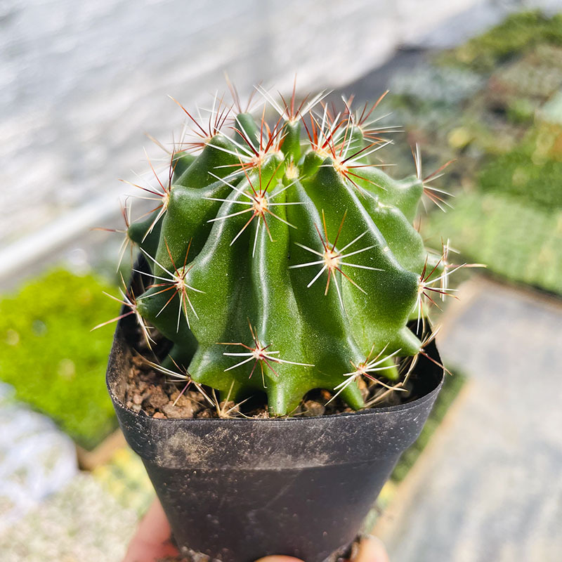 용왕 3-5cm (뿌리가 벗겨진 상태로 배송)