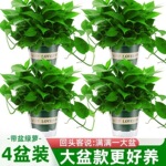 大叶长藤绿箩盆栽批发新房吸除甲醛室内净化空气绿植物客厅吊兰花