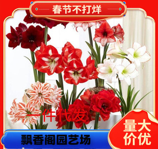 Amaryllis Bulb Soil Zhu Imported Double-Petaled Large Amaryllis Multi-Color Blooming in All Seasons and Easy to Grow Amaryllis in Balcony and Courtyard