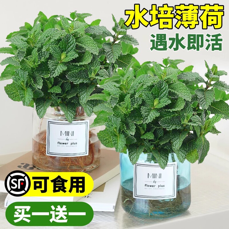 Mint hydroponic plant indoor potted lemon mint leaf edible rosemary mosquito repellent aquatic good green plant