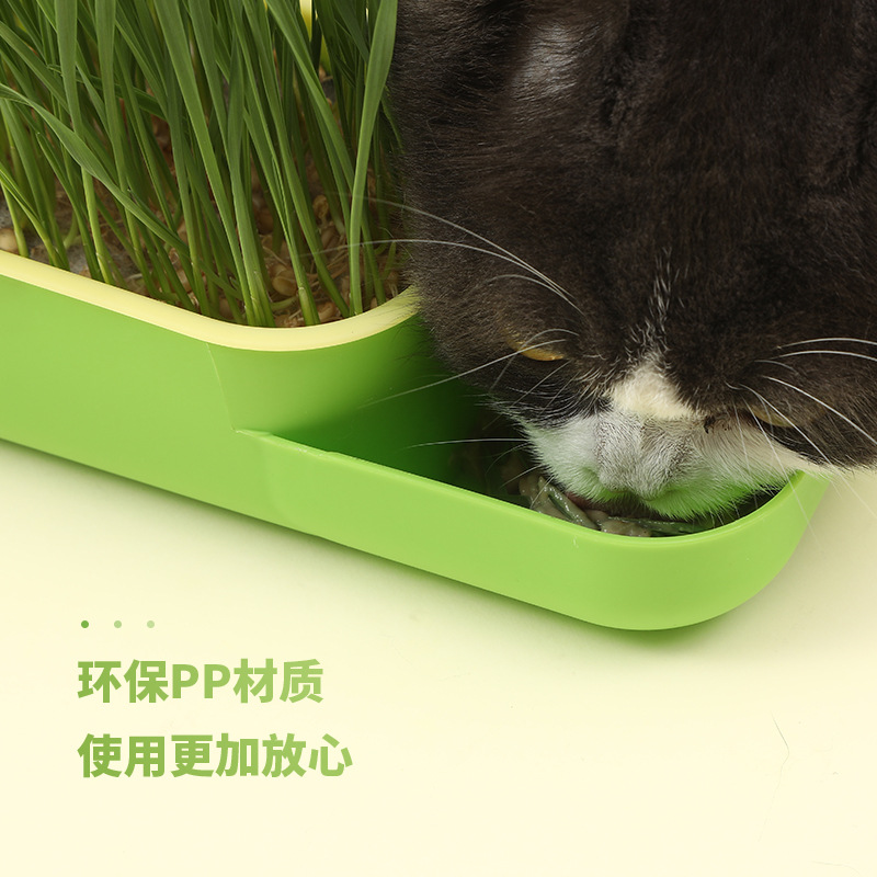 批发猫草盆栽小麦种子育苗盘无土水培盒化毛草猫薄荷幼猫咪零食阿里巴巴