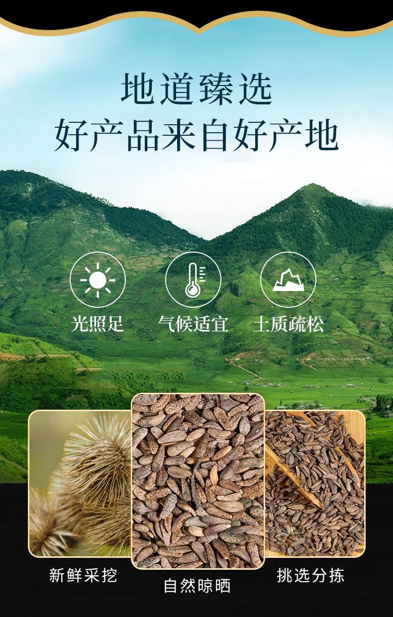 Niu Bang Zi (Arctium lappa) — Dried Burdock Fruit for Herbal Tea & Decoction key features