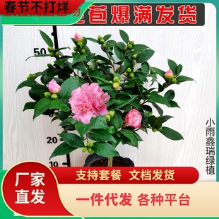 һ�����l�軨���Դ󻨝������ļ��_�������軨����ͥԺ�̨����ֲ