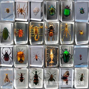 Amazon Cross-border New Real Insect Specimen Transparent Resin Spider Autumn Armor Scarlet Scorpion Butterfly Popular Science