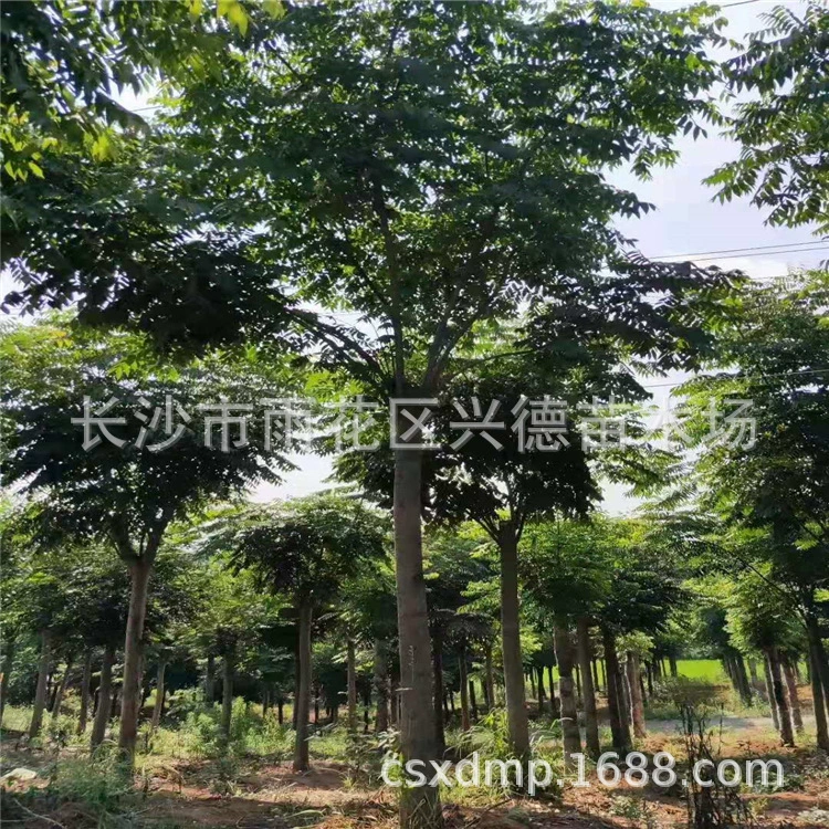 Поставка пересаденных деревьев Larix, Hunan 3- 5-6cm Huangshan Larix по разумным ценам.