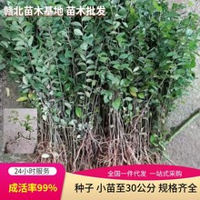 基地自产自销 榔榆树3公分-45公分  庭院树 苗木