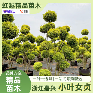 С�~Ůؑ���͘�ͥԺ�e���G��������Nֲ�^�p�ļ��L��ߗUС�~Ůؑ