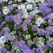 ���l��ɫ�շN�Ӿջ��N���̨�����҃��׷NͥԺ�^�����^����ֲ�ﻨ