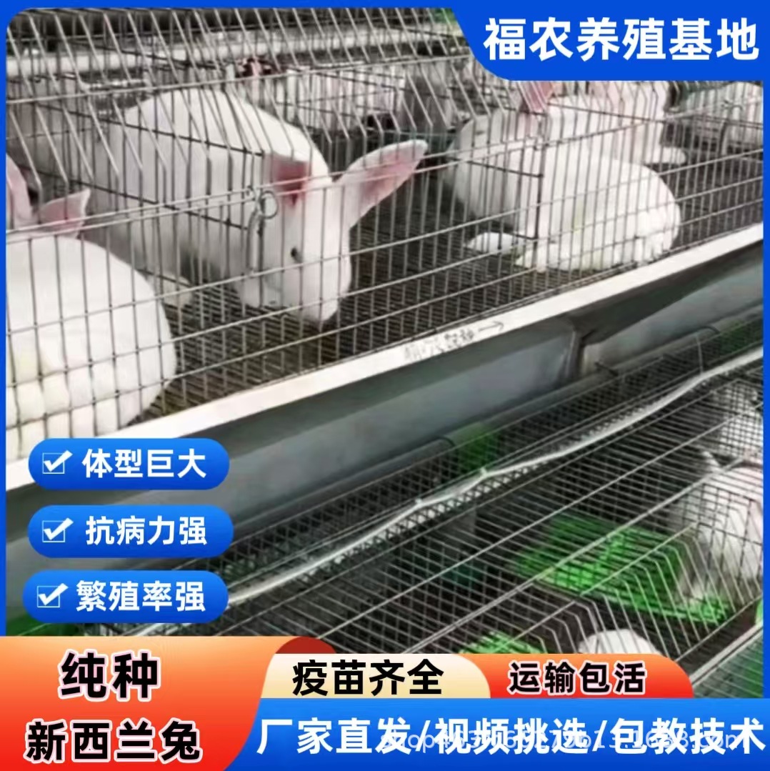 大型新西兰肉兔种兔繁育基地