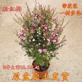 松红梅盆栽室内耐寒花卉带花苞澳洲松红梅树苗一树多色四季常青