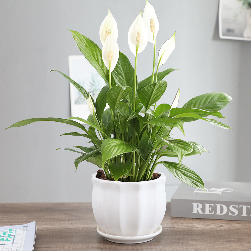 특급 부드러운 항해 흰색 팜 + 흰색 넓은 패턴 세라믹 세면대