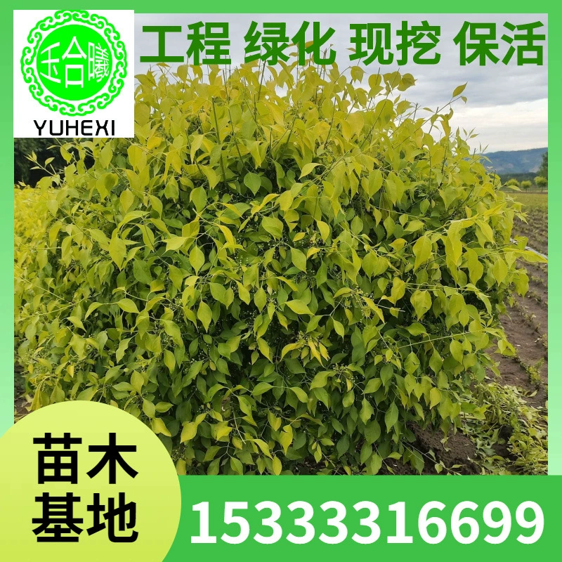 Шары из самшита с золотыми листьями, озеленение склонов, пояс для ландшафтного дизайна сада, шары из самшита, самшит с крупными листьями