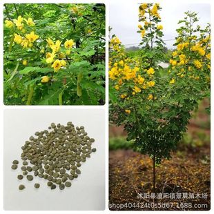 �S�����N���²ɇ����N�Ӽt�����N�����뻱�N�Ӵ̻���