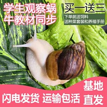 大蜗牛活体宠物白玉蜗牛套装食用蜗牛观察小蜗牛学生科学实验蜗牛