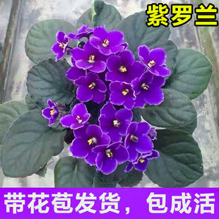 Violet Potted Plant with Buds, African Violet Large Flower Seedlings, Indoor Living Room Fresh Florals and Green Plants, Easy to Feed and Bloom in All Seasons