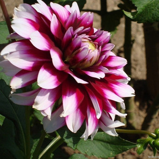 ����������Ʒ�N������ܴ����յعϻ��������N��N������