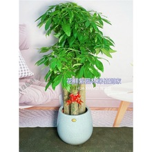 深圳广州发财树室内客厅办公室乔迁新居绿植大型植物盆栽同城配送