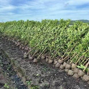 ������������h�ʾG�hֲ��e��ɺ�����ͺ��ڗU�G����ľͥԺ�G��