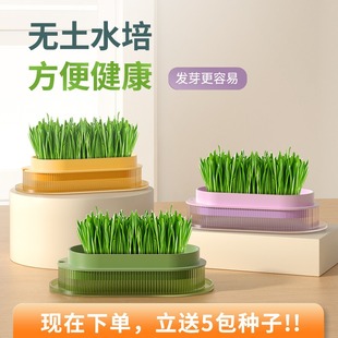 Cat Grass Hydroponic Box Seeds, Cat Snacks, Hair Balls, Fattening Hair Plugs, Pet Food, Lazy Potted Green Plants, Soilless