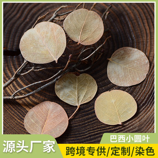 �����A�~�ﺣ�ĸɲ����l�Ĕz����DIYֲ���b����˱��~��������