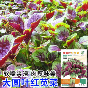 �߲˷N�ӹ�˾���l�t�{�˷N�Ѵ�ȫ����ѷN��t�A�~�h�˷N�Ӻ��˷N