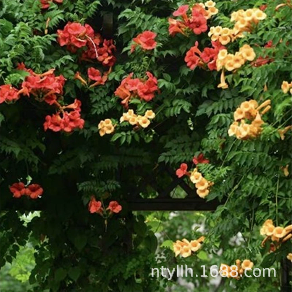 Campsis Розовый Campsis Рассада Вьющихся растений в горшках Четыре сезона Альпинистский сад Холодостойкие ароматные цветы Цветение