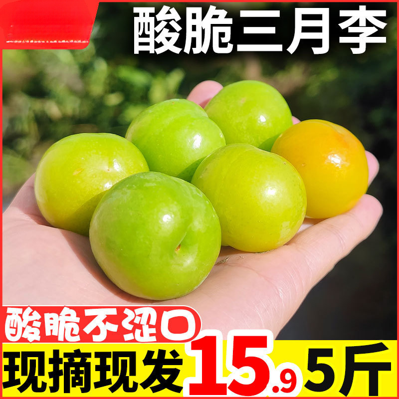 Freshly Picked and Shipped Guangdong Qianpai March Plums Fresh Seasonal Fruit Crisp and Sour Saihua Pearl Plum for Pregnant Women
