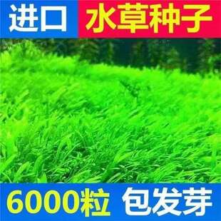 ˮ�ݷN�����㌦�~���~��ǰ�����ٳɲ�ƺ�N��ˮ�����쾰�ٳ�ˮ�ݷN