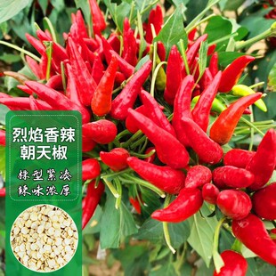 ���콷�N��ָ�콷������С�������N���ļ��߲˷N��ħ���������ȫ