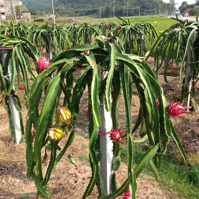 Саженцы питайи с красной мякотью высаживают в грунт Саженцы питайи с красной мякотью высаживают на севере и юге