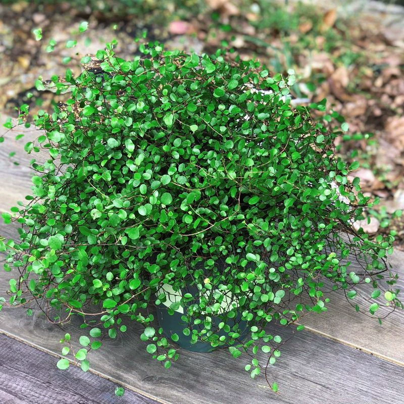 Оптовая продажа орхидеи Чиба горшечные Цветочные саженцы висит Орхидея Листва многолетние Висячие зеленые растения вечнозеленый большой горшок